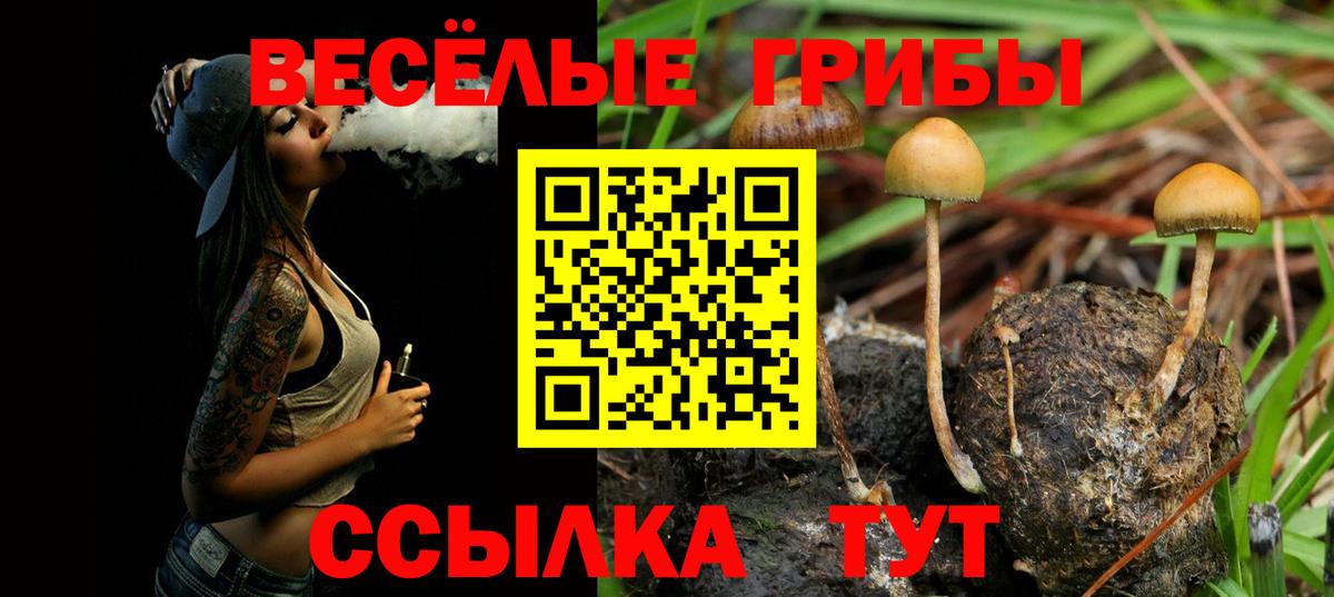 Псилоцибиновые грибы Psilocybe Егорьевск